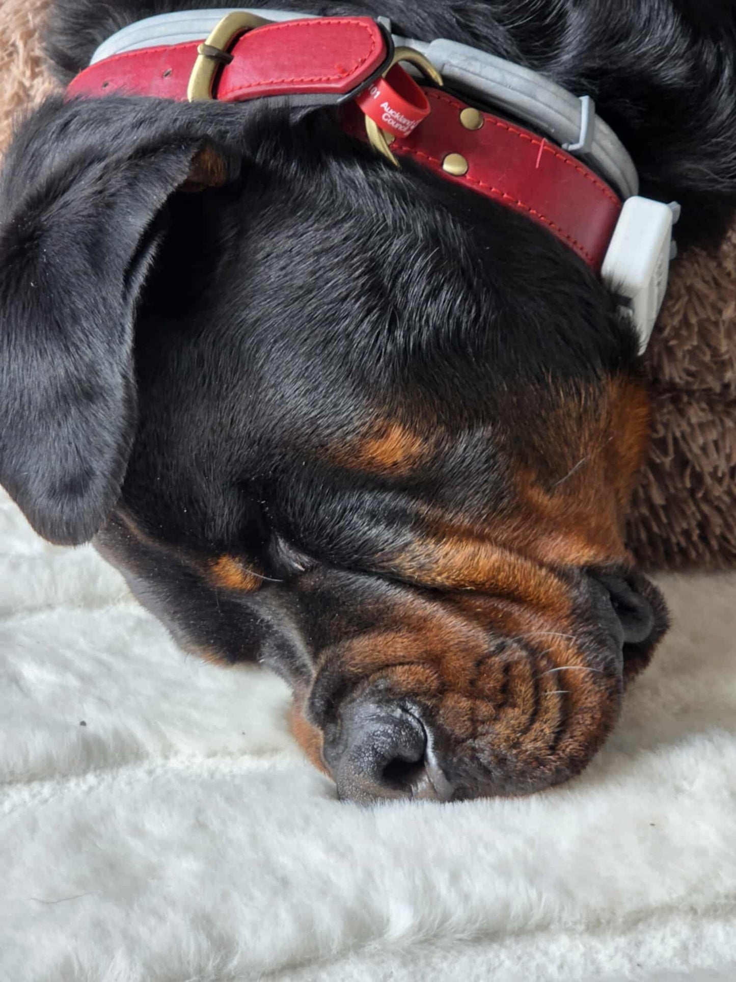 Heyrex™2 Healthy Dog Starter Bundle