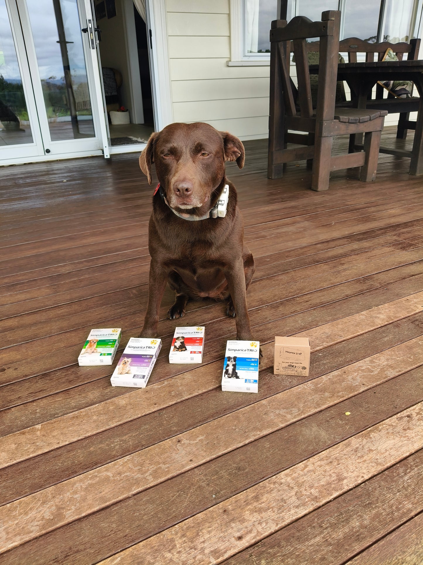 Heyrex™2 Healthy Dog Starter Bundle